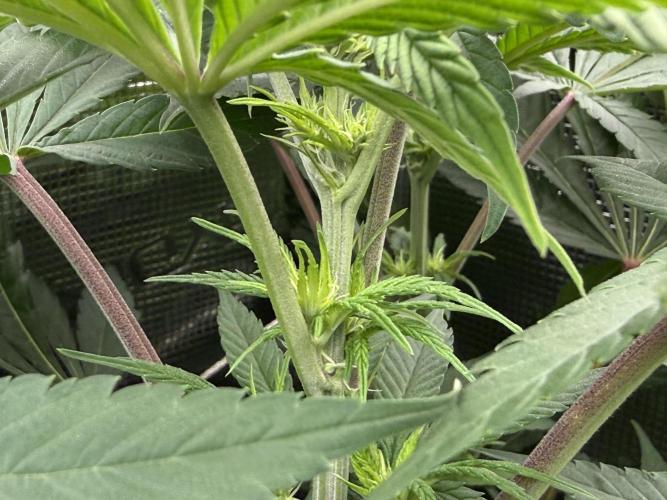 Project F1:  Black Venom Strain F1. Week 10 - Early flower plant A