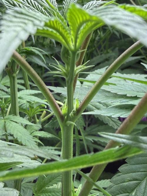 Project F1:  Black Venom Strain F1. Week 10 - Plant b