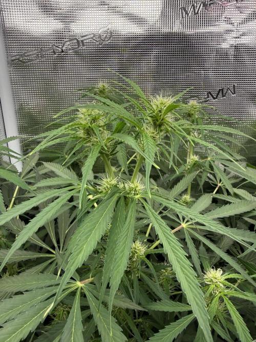 Project F1:  Black Venom Strain F1. Week 10 - Auto Zkittlezz with Naturally grown Double Bud on the top Bud, i Call it twin  buds xd