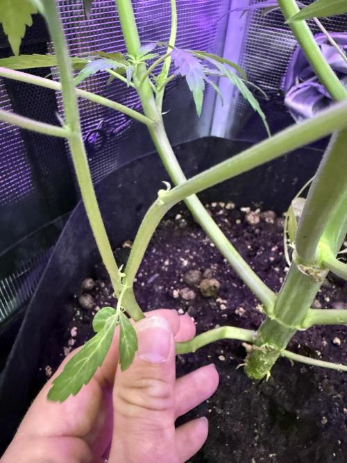 Project F1:  Black Venom Strain F1. Week 10 - Auto Zk, another Twins