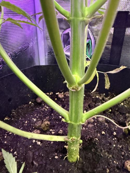 Project F1:  Black Venom Strain F1. Week 10 - Dual Branch 