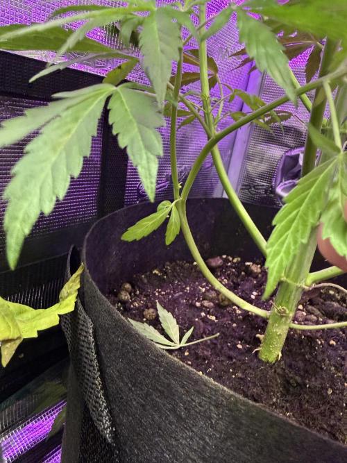 Project F1:  Black Venom Strain F1. Week 10 - Here u See it better xD 