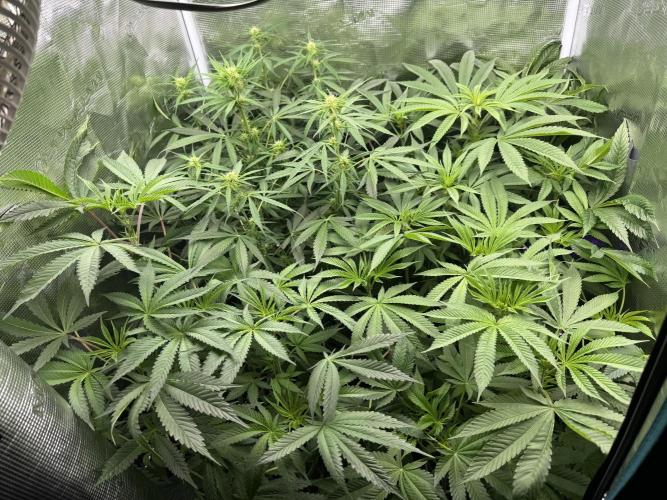 Project F1:  Black Venom Strain F1. Week 10 - 4 Ladies in 70x70 ?