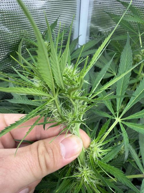 Project F1:  Black Venom Strain F1. Week 10 - Twin Top Bud from Saturday