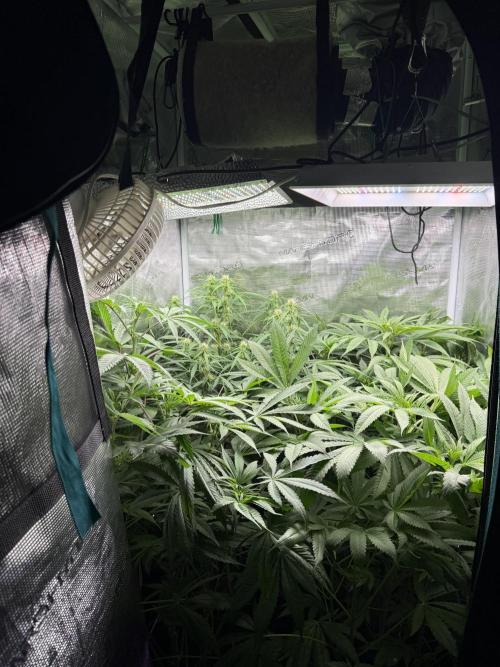 Project F1:  Black Venom Strain F1. Week 10 - Midweek Overview