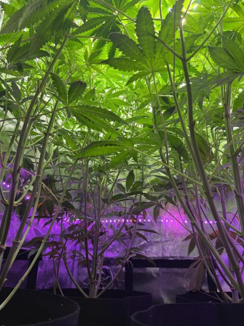 Project F1:  Black Venom Strain F1. Week 10 - Midweek underview