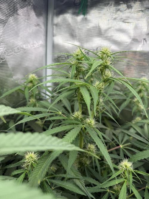 Project F1:  Black Venom Strain F1. Week 10 - Natural dual Top Auto Zkz