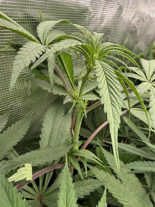 Project F1:  Black Venom Strain F1. Week 10 - Early flower