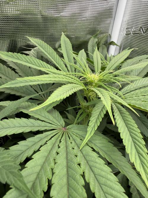 Project F1:  Black Venom Strain F1. Week 10 - Early flower
