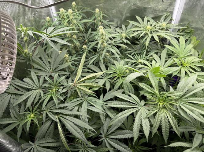 Project F1:  Black Venom Strain F1. Week 11 - Overview 
