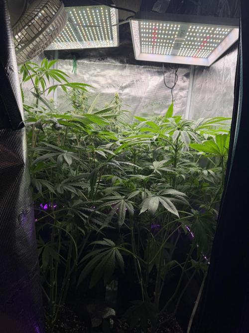 Project F1:  Black Venom Strain F1. Week 11 - Sideview 