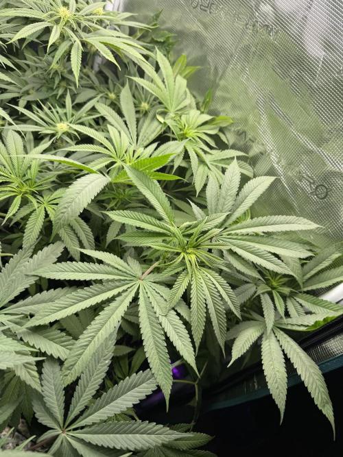 Project F1:  Black Venom Strain F1. Week 11 - The Slowest Front Right Corner