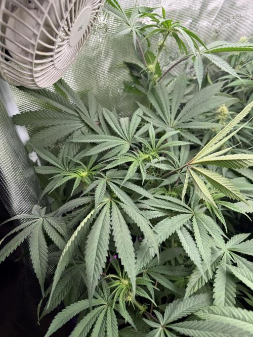 Project F1:  Black Venom Strain F1. Week 11 - Front Left 
