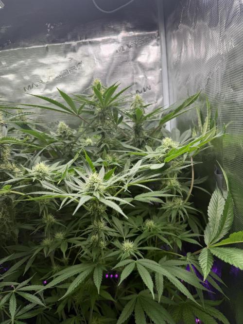 Project F1:  Black Venom Strain F1. Week 11 - F1 Hybrid Right Corner  mid week Update