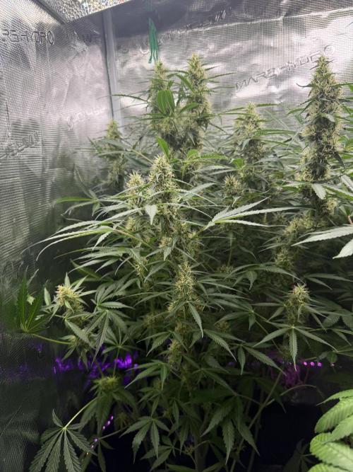Project F1:  Black Venom Strain F1. Week 11 - Zkittlez Auto - Looks Like she Dosent Like the Heat- atm about 45C