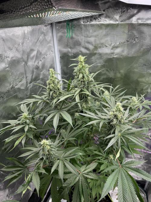 Project F1:  Black Venom Strain F1. Week 12 - Should i cut some Leafes ?