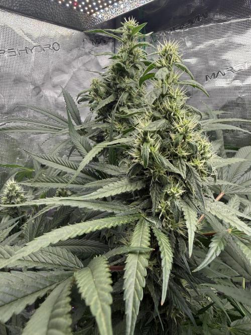 Project F1:  Black Venom Strain F1. Week 12