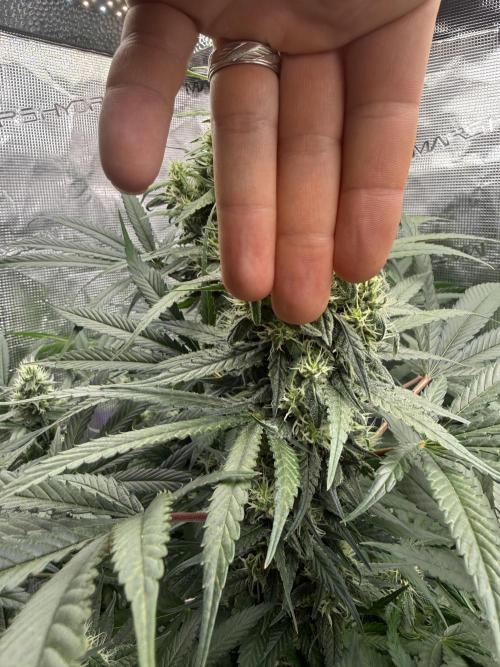 Project F1:  Black Venom Strain F1. Week 12