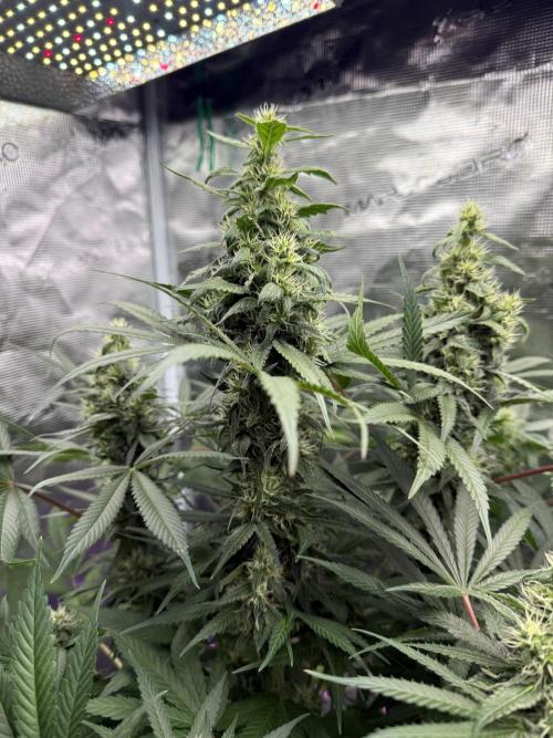 Project F1:  Black Venom Strain F1. Week 12