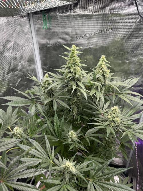 Project F1:  Black Venom Strain F1. Week 12