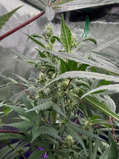 Project F1:  Black Venom Strain F1. Week 12