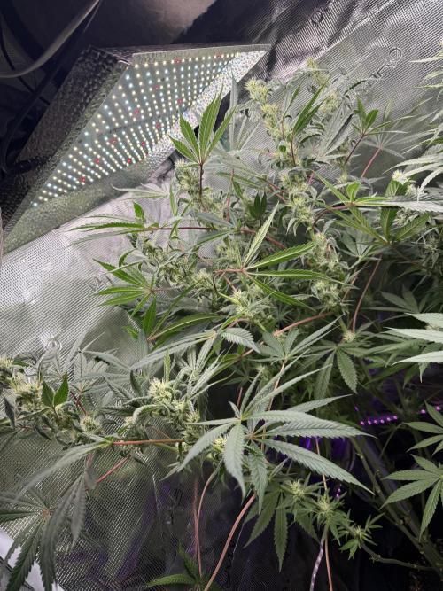 Project F1:  Black Venom Strain F1. Week 12 - This one is Forbidden Fruit x Purple Milkshake 
I will Name it later :) 