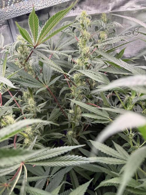 Project F1:  Black Venom Strain F1. Week 12