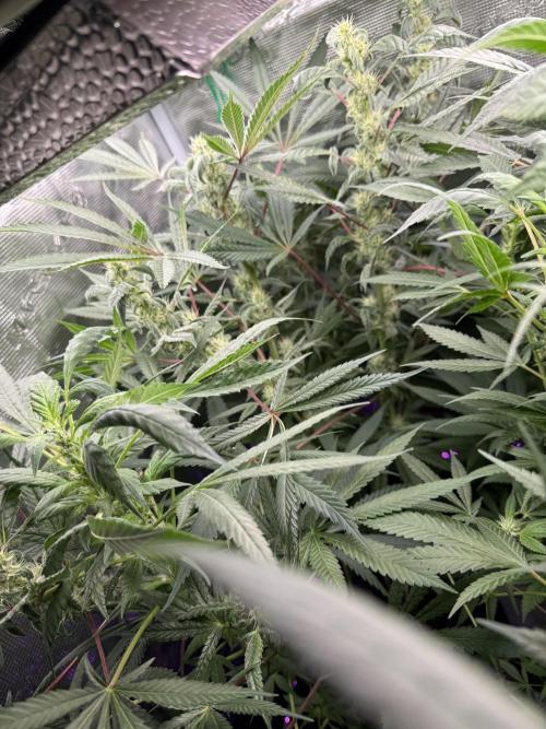 Project F1:  Black Venom Strain F1. Week 12