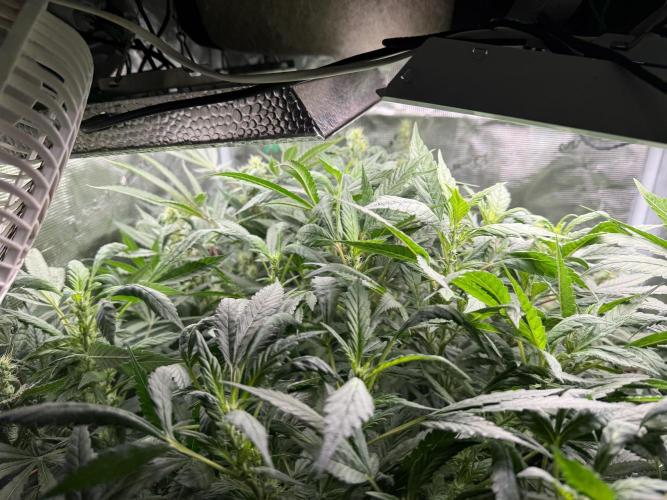 Project F1:  Black Venom Strain F1. Week 12 - Jungle 😅