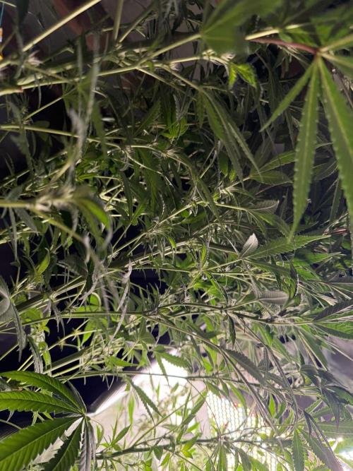 Project F1:  Black Venom Strain F1. Week 12 - I am Not sure if it is forbidden x Milkshake oder the wanted Strain, The flower Started Late 