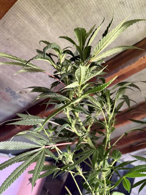 Project F1:  Black Venom Strain F1. Week 12 - I can’t Small what Starisn it is yet
