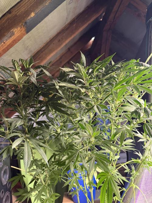 Project F1:  Black Venom Strain F1. Week 12 - I topped this plant Late at flower start coz of the Stretch, its a Monster on Tops now xD 