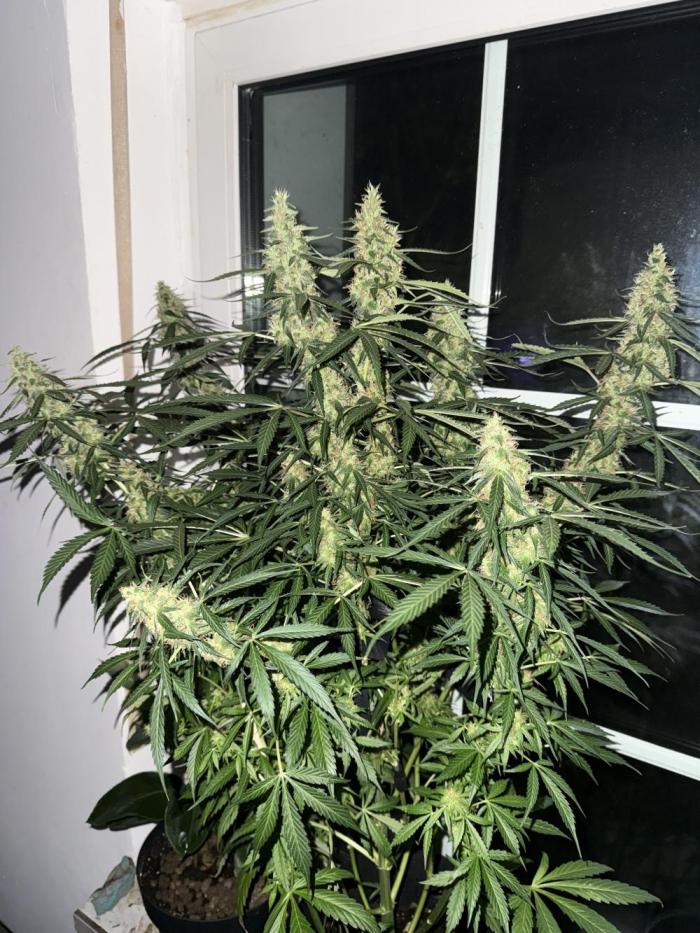 Project F1:  Black Venom Strain F1. Week 13 - No4 Outdoor Auto Zk ittlez- Bad Weather Place 
