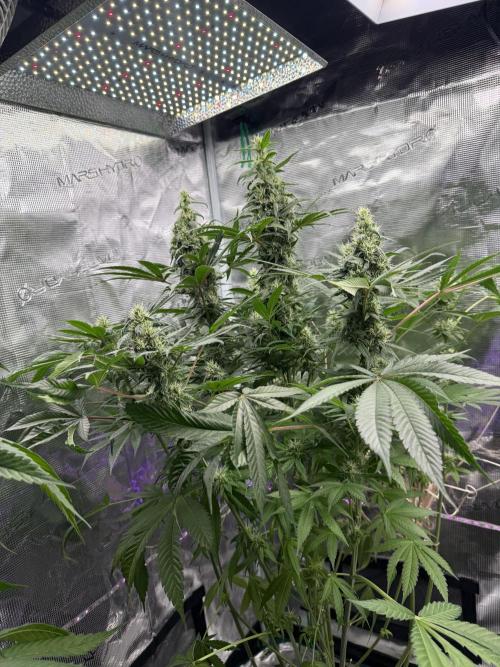 Project F1:  Black Venom Strain F1. Week 14