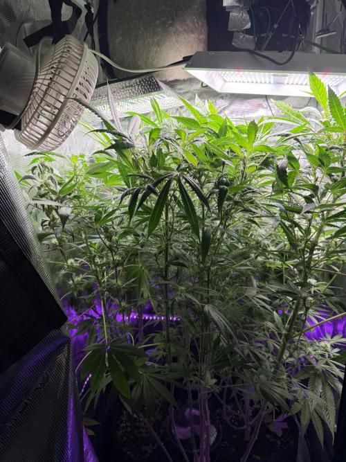 Project F1:  Black Venom Strain F1. Week 14