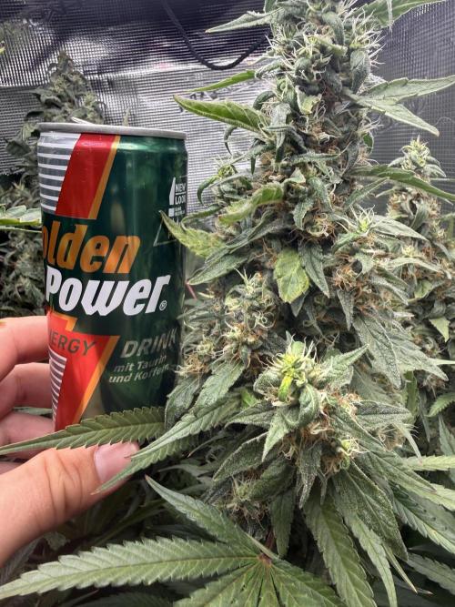 Project F1:  Spider‘s Venom. Week 17 - I Like The Buds :D