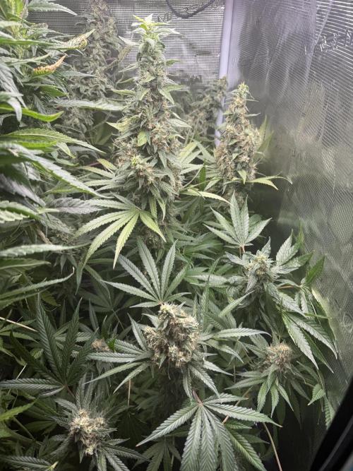Purple Milkshake x Tangerine Sorbet x Banana OG. Week 17
