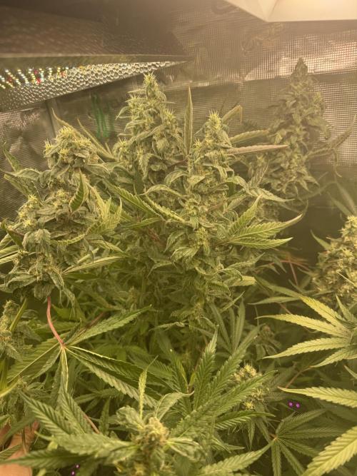 Purple Milkshake x Tangerine Sorbet x Banana OG. Week 17
