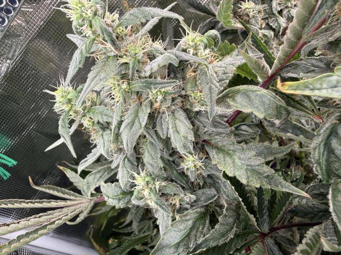Project F1:  Spider‘s Venom. Week 17 - Forbidden x Purple Milkshake