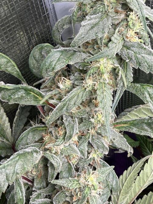Purple Milkshake x Tangerine Sorbet x Banana OG. Week 17