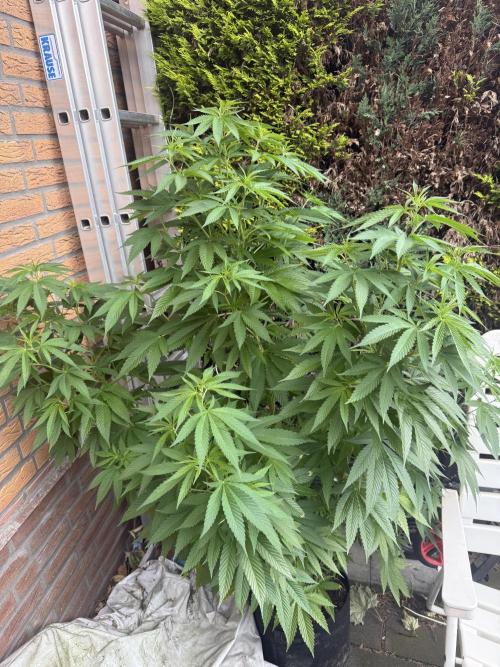Project F1:  Spider‘s Venom. Week 17 - Same strain Outdoor Project im 25l
Starting flower after 17 Weeks vegi 