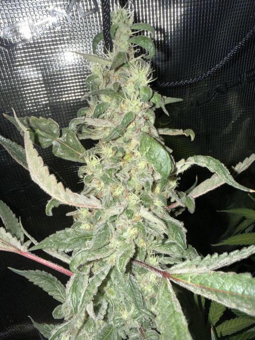 Project F1:  Spider‘s Venom. Week 19