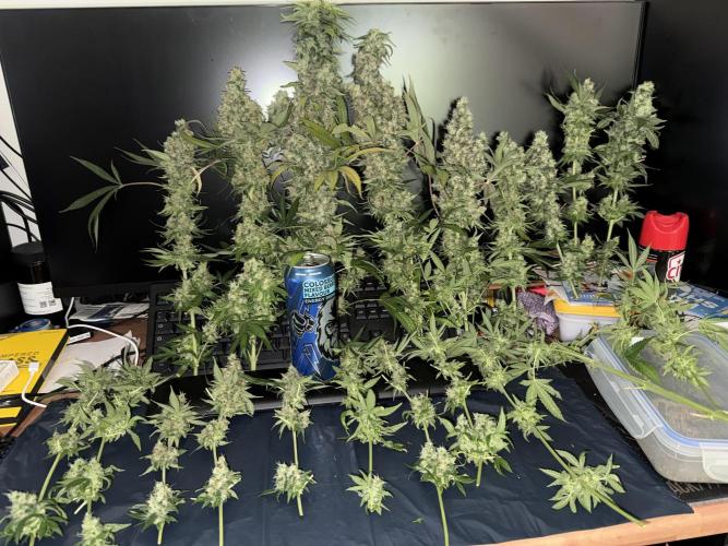 Project F1:  Spider‘s Venom. Week 21 - This Buds Are so fat :D