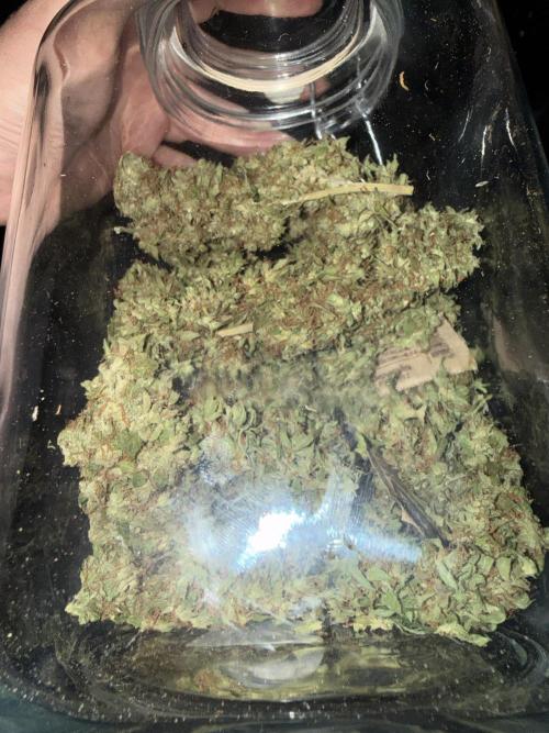 Project F1:  Spider‘s Venom. Week 21 - 60g Auto Zkittlez from the Backup Plant