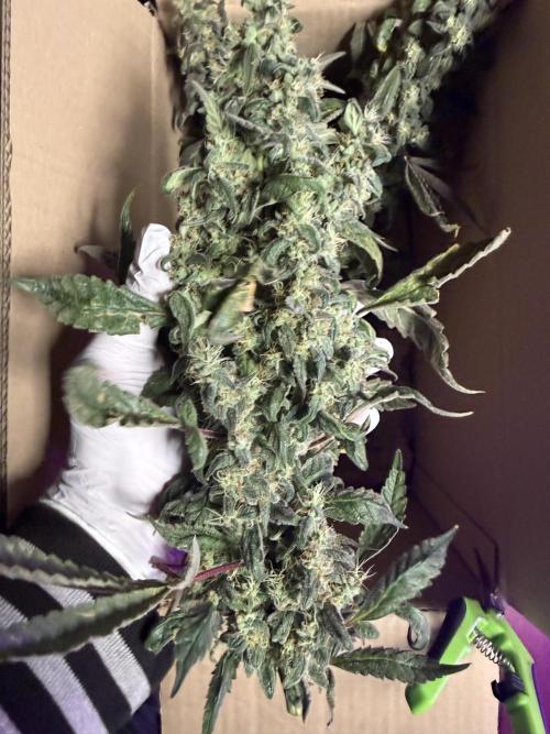 Project F1:  Spider‘s Venom. Week 23 - Fruity Bears harvest