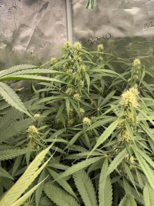 Project F1:  Black Venom Strain F1. Week 11 - Auto Zkittlez