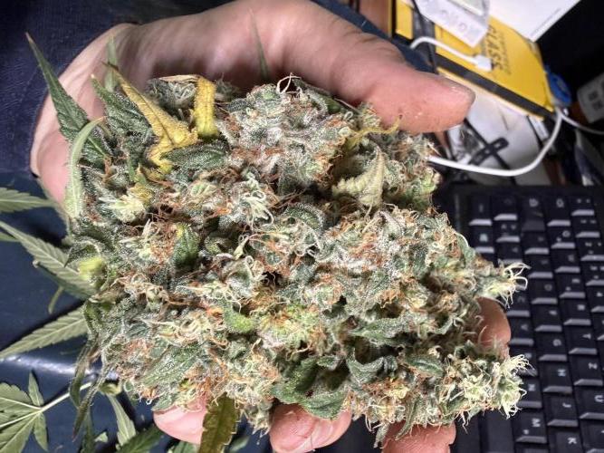 Project F1:  Spider‘s Venom. Week 21 - A Top Bud cut Off