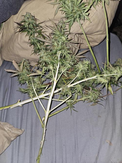 Revolution88. Week 3 - Rutt