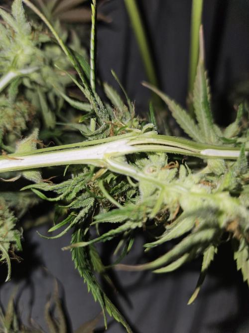 Kkkkk. Week 9 - Köldskada
