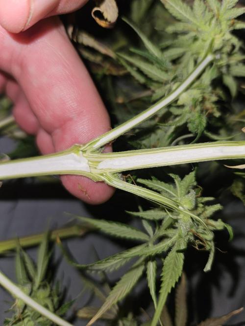 Kkkkk. Week 9 - Skada